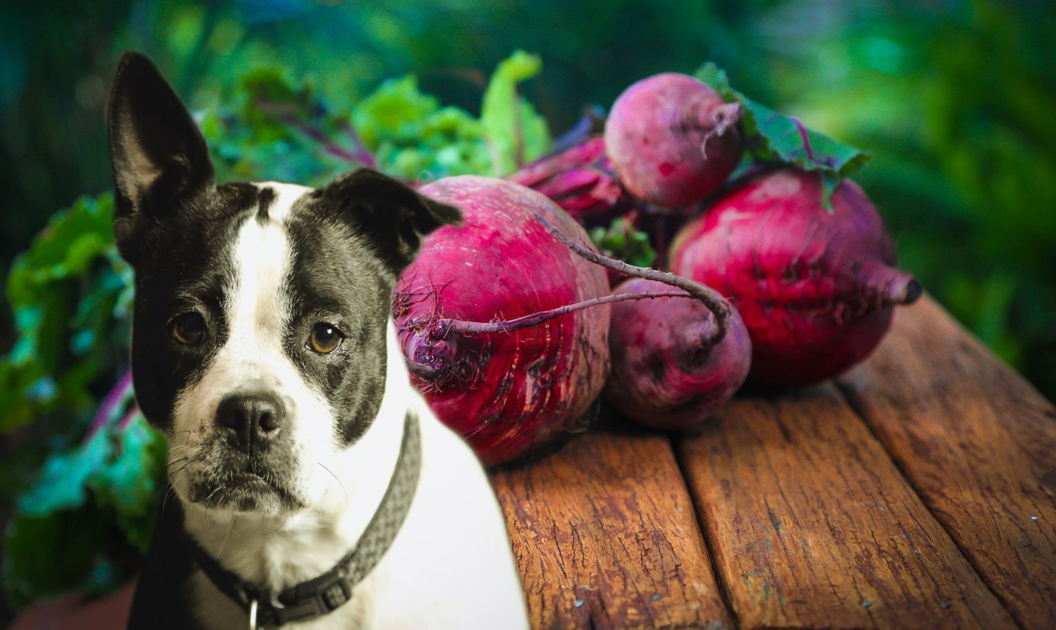 Dürfen Hunde Rote Beete essen? (Finde es jetzt heraus)