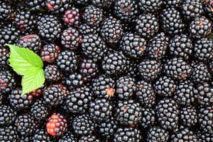 Dürfen Hunde Brombeeren essen