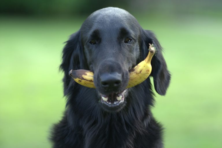 Dürfen Hunde Bananen essen? (Finde es jetzt heraus)