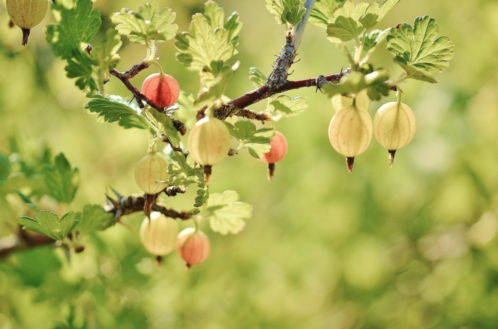 Dürfen Hunde Stachelbeeren essen? (Jetzt herausfinden)