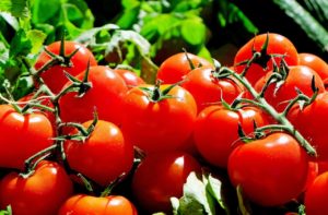 Dürfen Hunde Tomaten essen