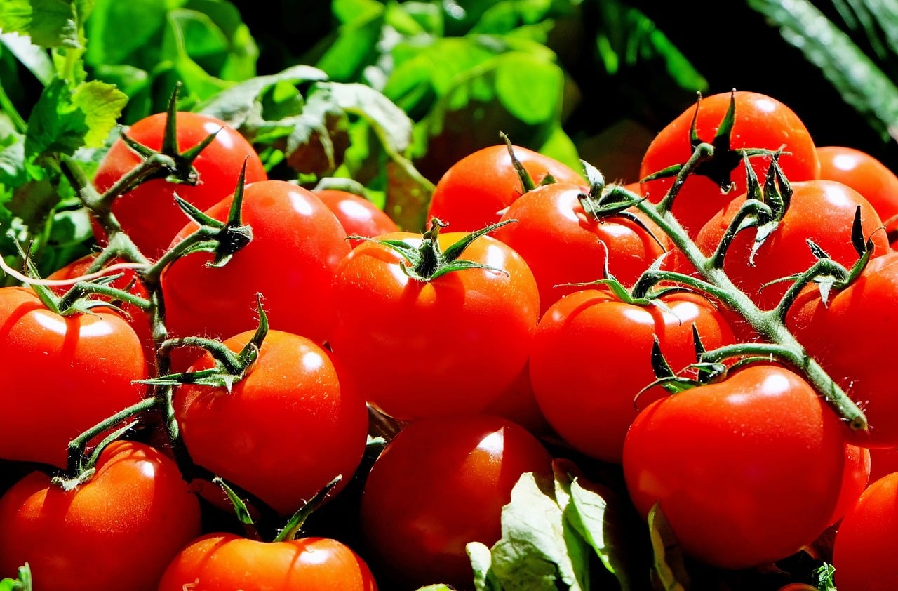 Dürfen Hunde Tomaten essen? (Finde es jetzt heraus)