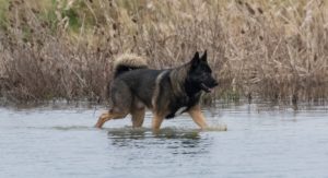 Hunde Mit Blauen Augen 8 Hunderassen Mit Blauen Augen