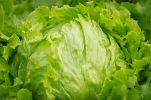 Dürfen Hunde Eisbergsalat essen