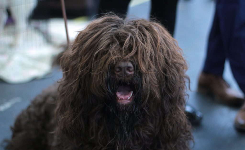 Hunde mit langen Haaren (Top 10 Langhaarige Hunderassen)