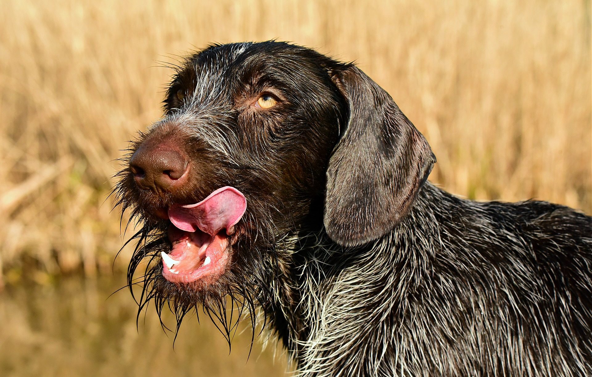 Hunderassen Jagdhund - (Liste Der 5 Besten Jagdhunderassen)