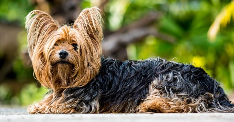 Hunde mit langen Haaren (Top 10 Langhaarige Hunderassen)