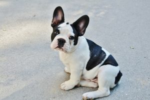 französische bulldogge temperament