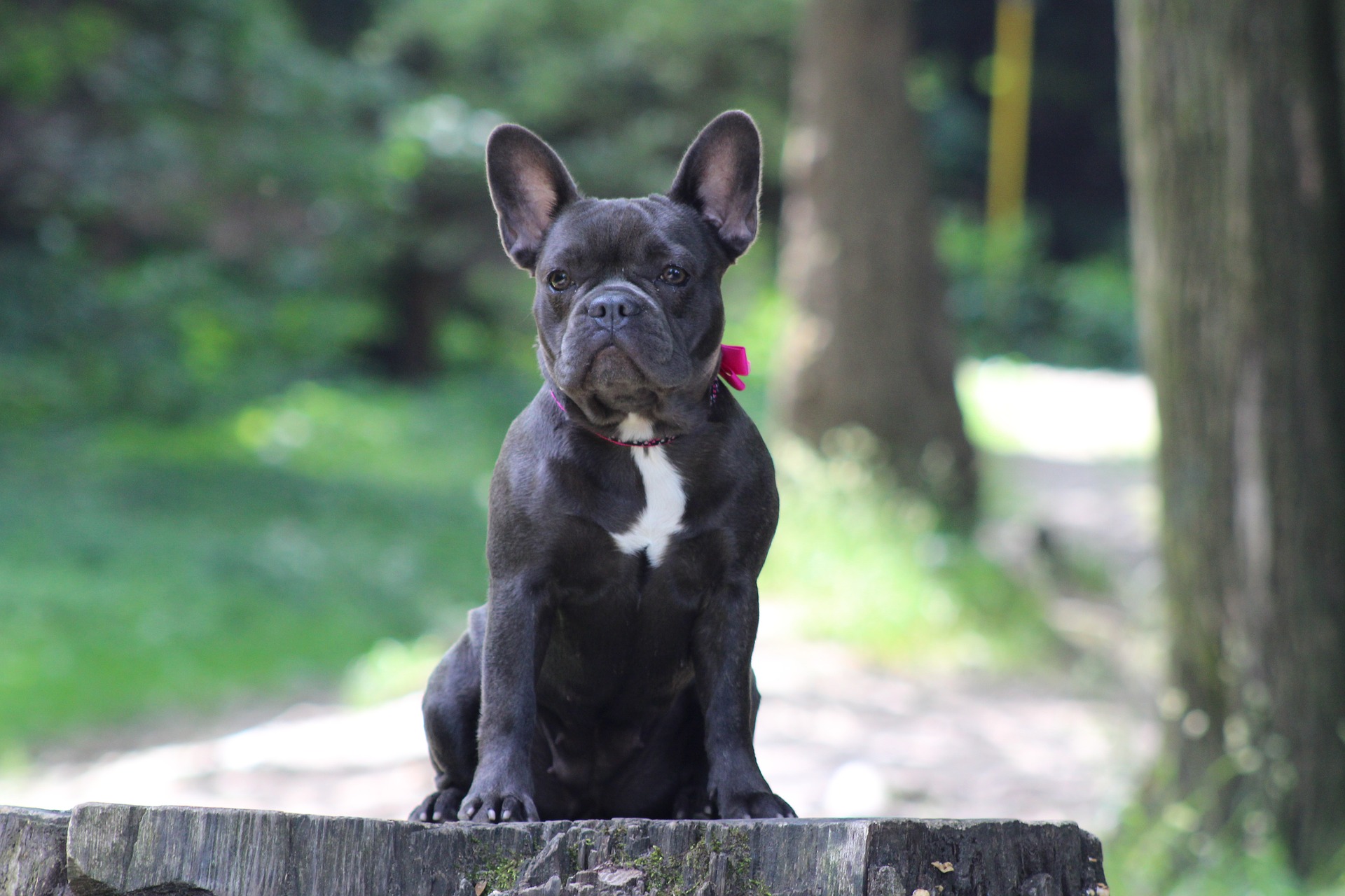 Hunde mit langen Ohren Liste der 16 beliebtesten Langohrhunde