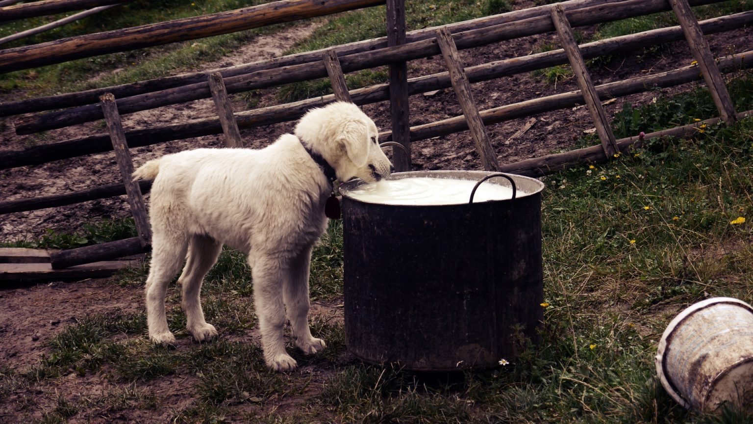 Dürfen Hunde Milch trinken? (Finde es jetzt heraus)