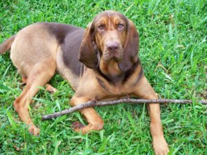 Hunde mit kurzem Fell