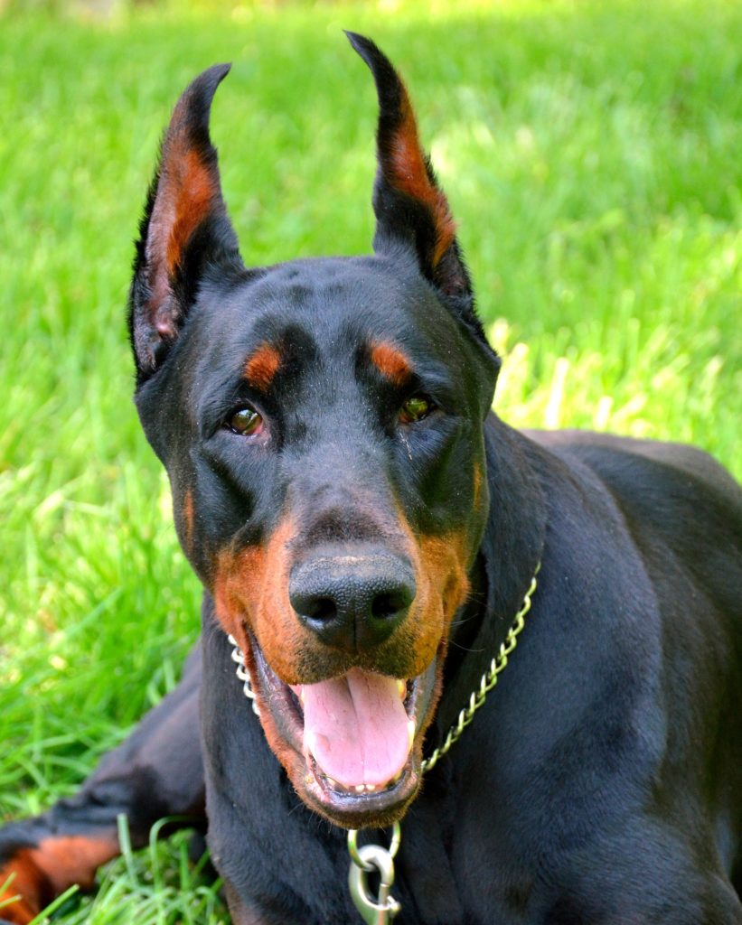 Hunde mit Augenbrauen 5 beliebtesten Hunde mit Augenbrauen