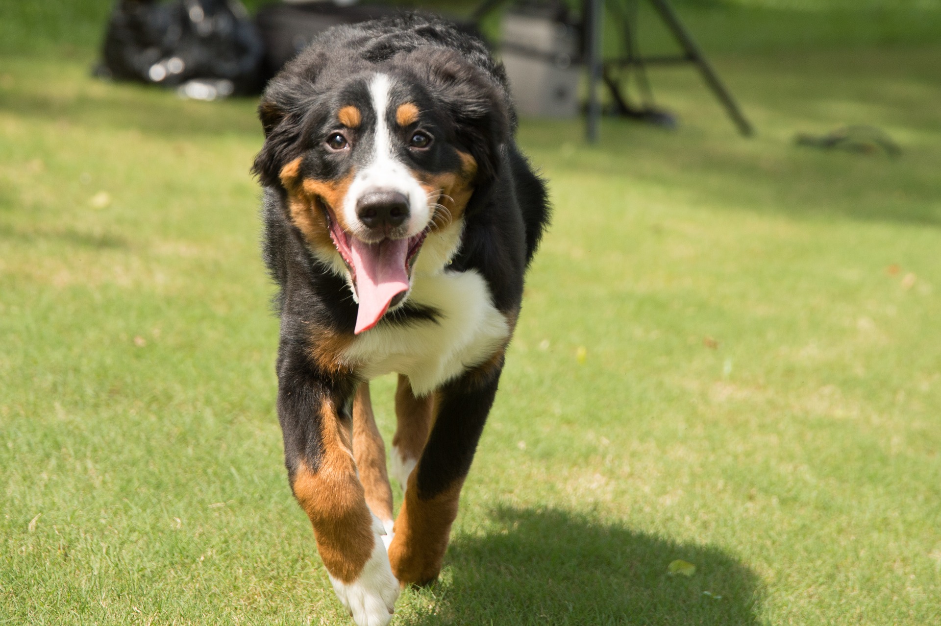 Hunde mit Augenbrauen 5 beliebtesten Hunde mit Augenbrauen