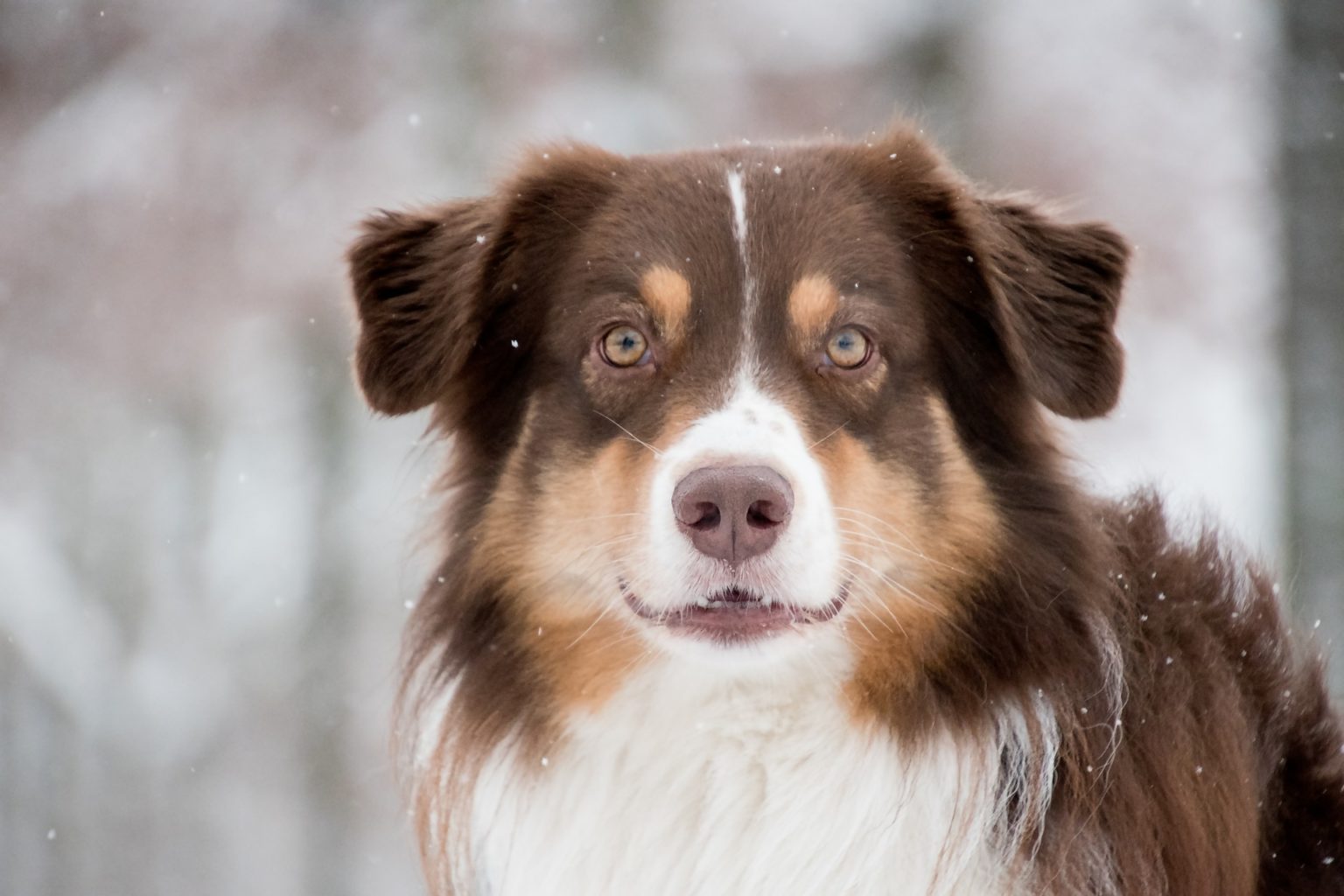 Hunde mit Augenbrauen 5 beliebtesten Hunde mit Augenbrauen