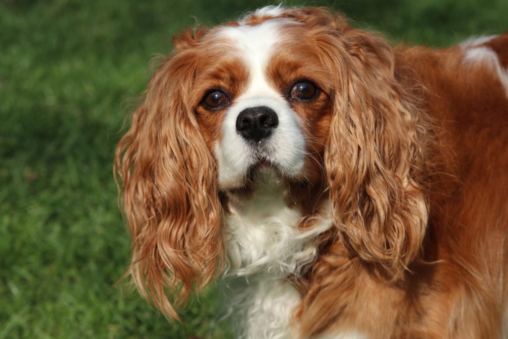 Hunde mit langen Ohren Liste der 16 beliebtesten Langohrhunde