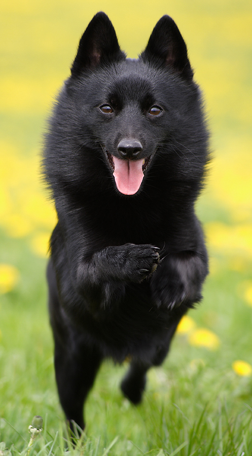 Hunde Mit Spitzen Ohren - (12 Se Hunderassen Im Vergleich)
