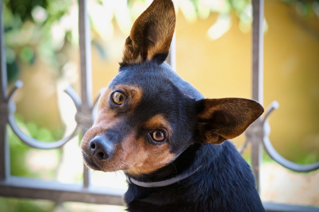 Hunde mit spitzen Ohren (12 süße Hunderassen im Vergleich)