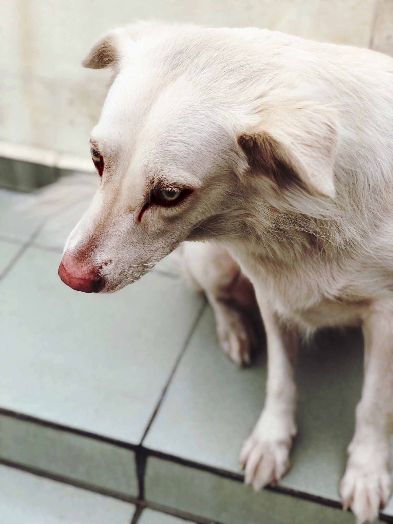 Hund Hat Rote Augen Und Ist Schlapp Hund hat rote Augen - (Symptome erkennen und behandeln)
