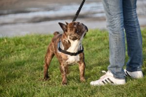 französische bulldogge temperament