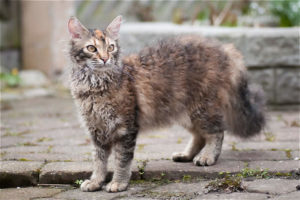 Katzen mit Locken