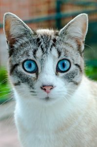 Katzen mit blauen Augen