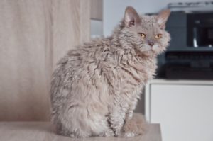 Katzen mit Locken