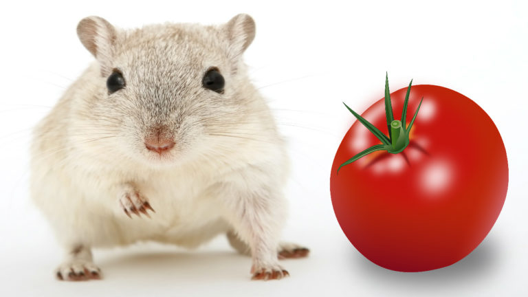 Dürfen Hamster Tomaten essen