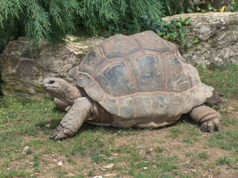 Die Größte Schildkröte Der Welt!