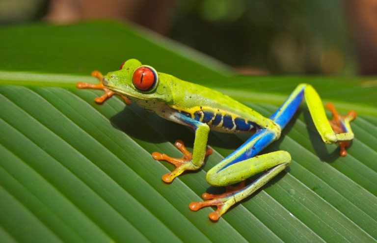 12 Süße Tiere Mit Großen Augen