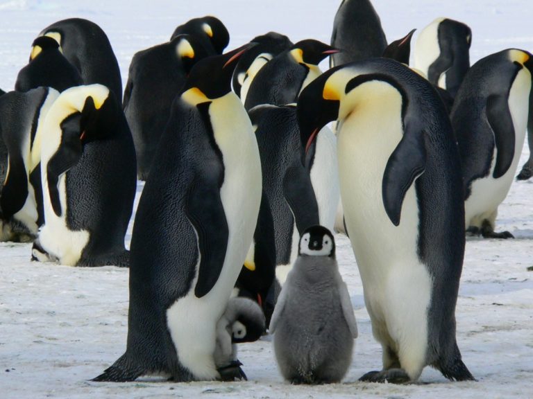 Haben Pinguine Zähne? Fakten über Pinguinzähne!