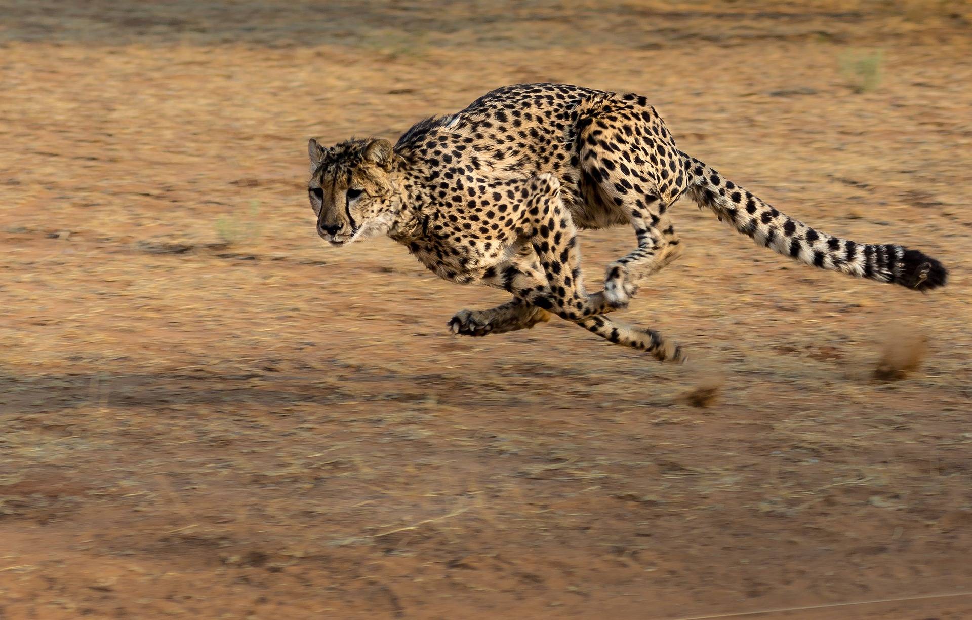 Wie Schnell Ist Das Schnellste Tier Der Welt tiere-insider.de