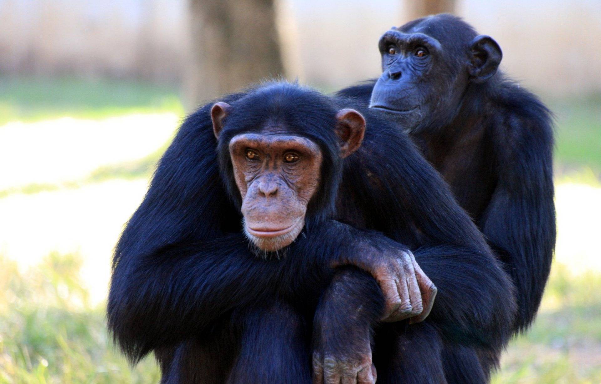 Was Ist Das Schlauste Tier Der Welt Die schlausten Tiere der Welt! 2022 Rangliste