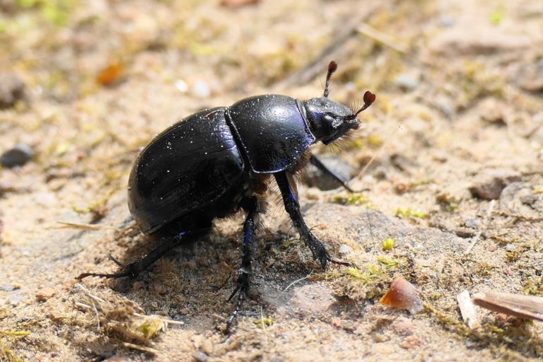 Top 10 der stärksten Tiere der Welt!