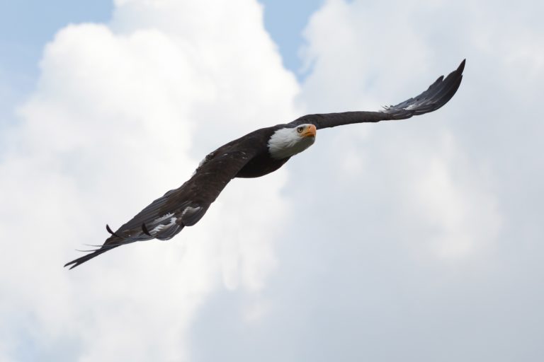 Der Größte Adler Der Welt!