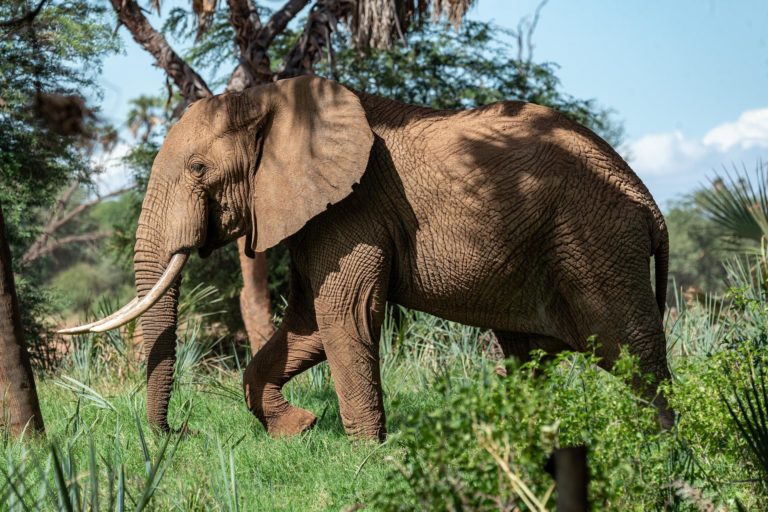 7 Tiere mit langen Beinen