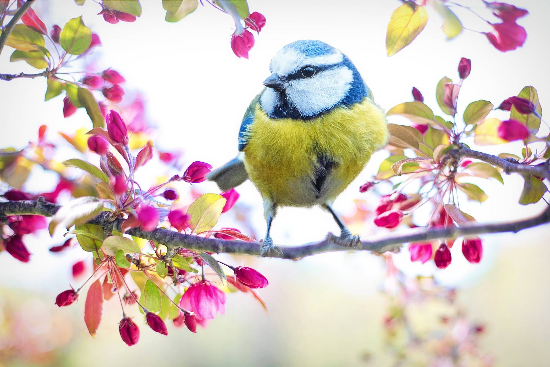 10 Interessante Fakten über Vögel