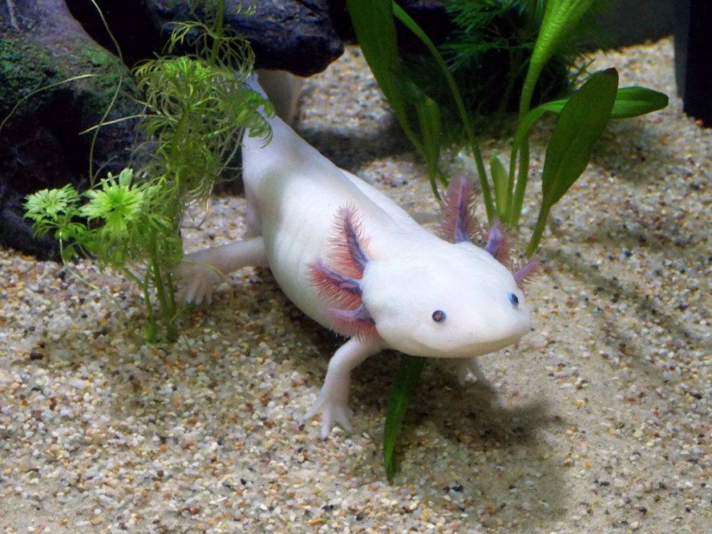was fressen axolotl