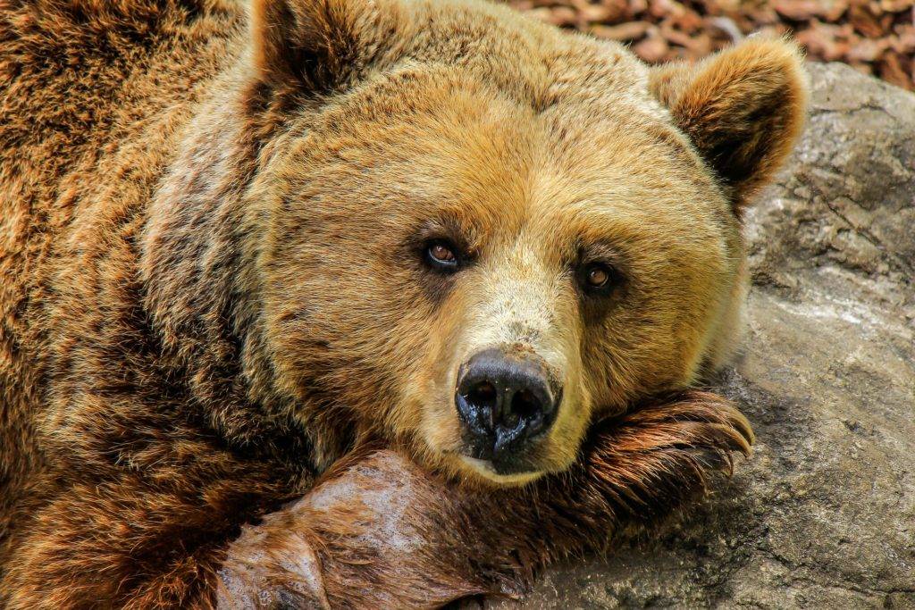 Interessante Fakten über Bären