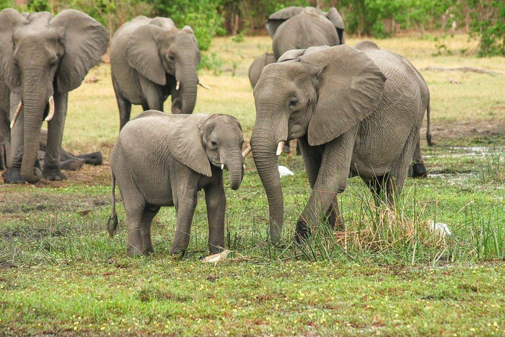 Interessante Fakten über Elefanten