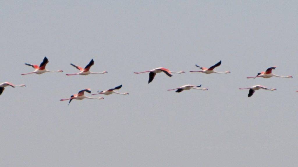 können flamingos fliegen