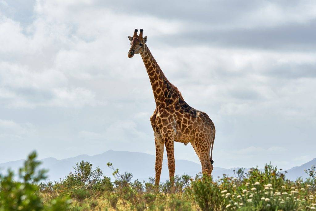 welche geräusche machen giraffen