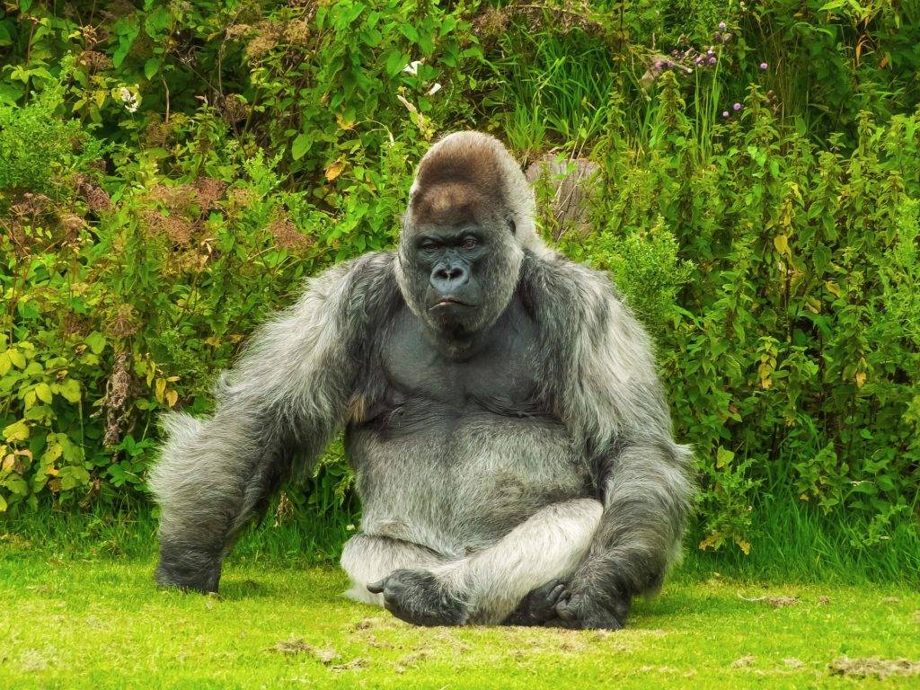 Interessante fakten über gorilla