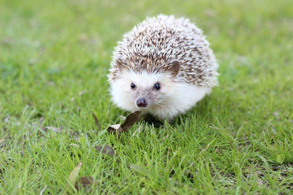 Welche Geräusche machen Igel