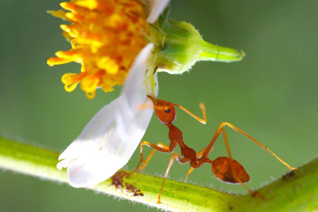 Interessante fakten über Ameisen