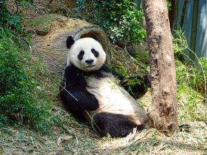 warum sind Pandas vom aussterben bedroht?