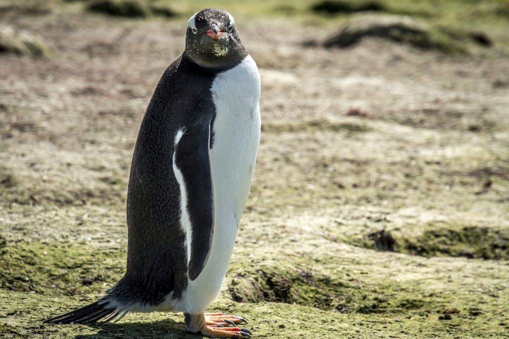 haben pinguine kniescheiben