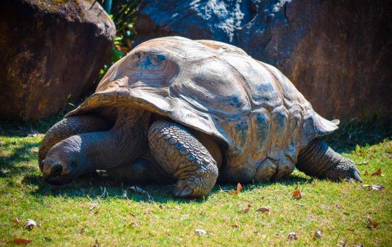 Können Schildkröten ohne Panzer leben?