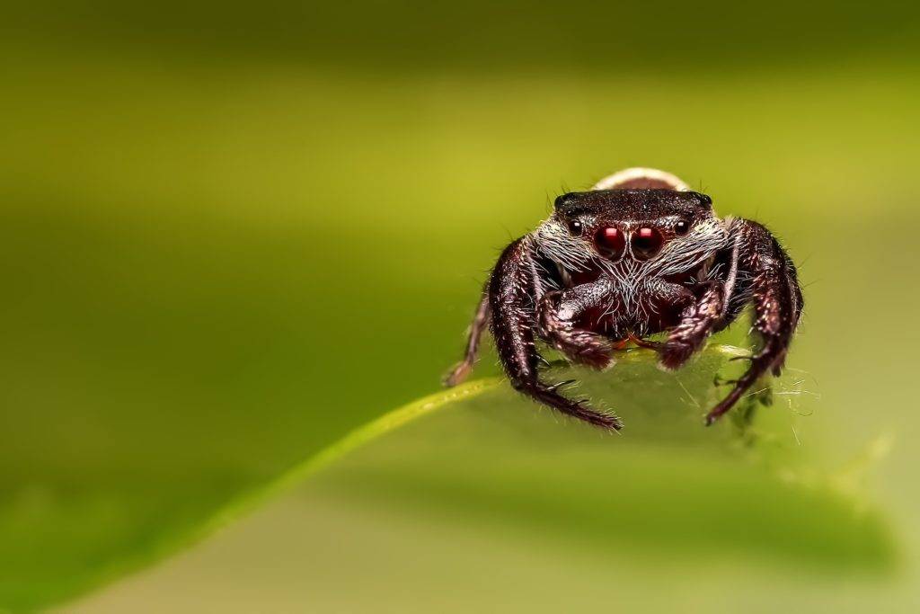 kleinste Spinne der Welt