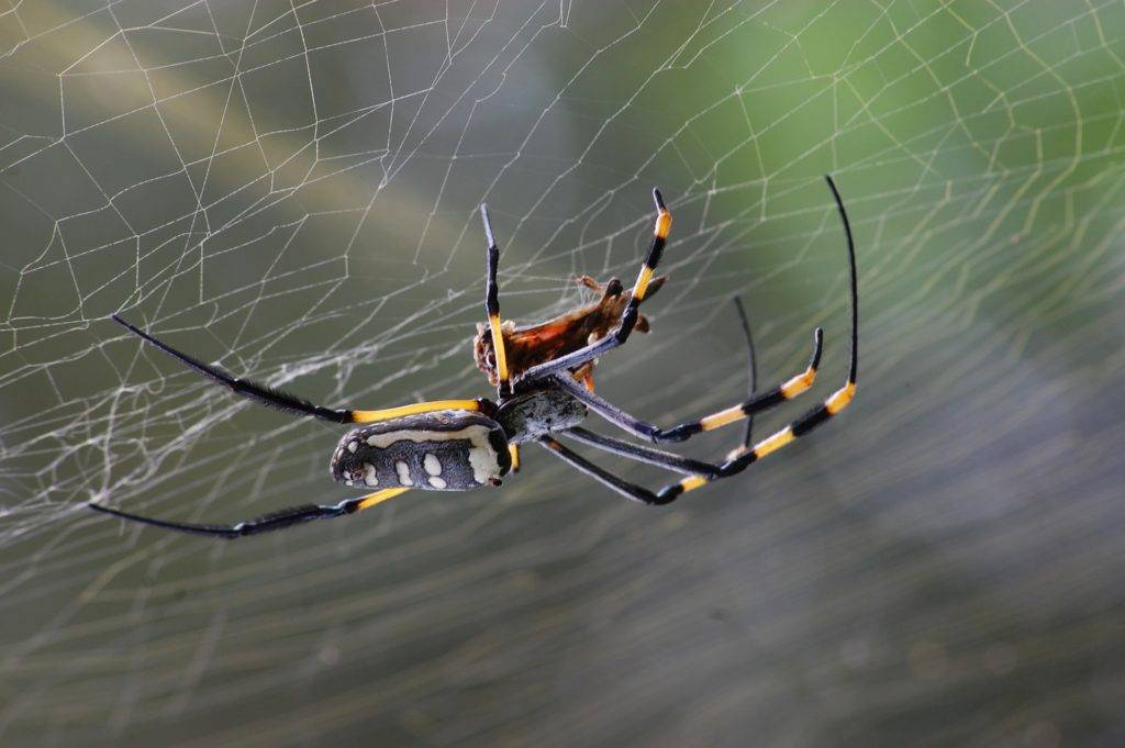 Interessante Fakten über Spinnen