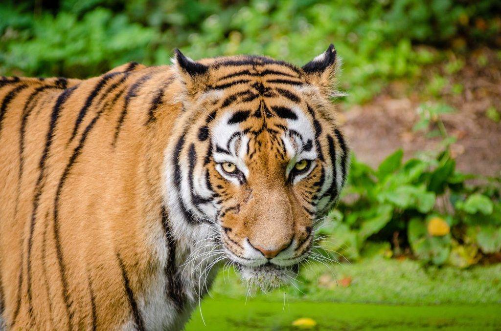 interessante fakten über tiger